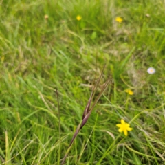 Themeda triandra (Kangaroo Grass) at Nunnock Grassland Walking Track - 18 Jan 2024 by Csteele4