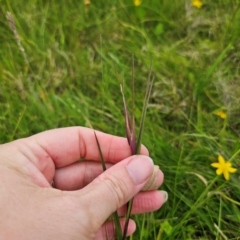 Themeda triandra at South East Forest National Park - 18 Jan 2024 05:29 PM