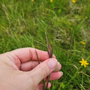 Themeda triandra at South East Forest National Park - 18 Jan 2024