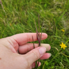 Themeda triandra at South East Forest National Park - 18 Jan 2024