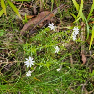 Stellaria pungens at South East Forest National Park - 18 Jan 2024