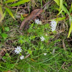 Stellaria pungens at South East Forest National Park - 18 Jan 2024 04:50 PM