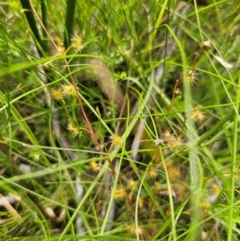 Drosera peltata (Shield Sundew) at South East Forest National Park - 18 Jan 2024 by Csteele4