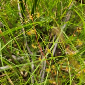 Drosera peltata at South East Forest National Park - 18 Jan 2024
