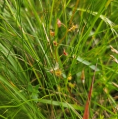 Drosera peltata at South East Forest National Park - 18 Jan 2024 04:13 PM