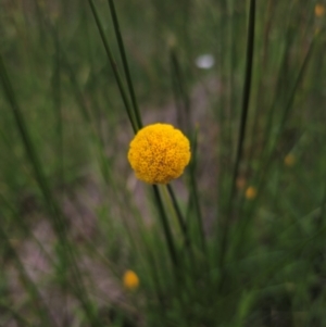 Craspedia sp. at South East Forest National Park - 18 Jan 2024