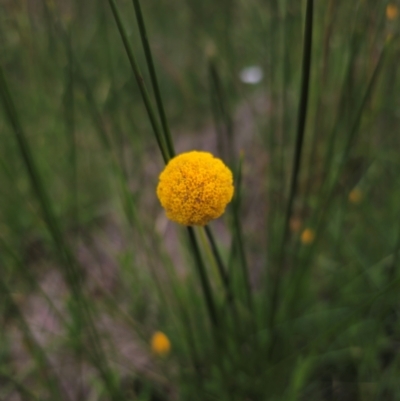 Craspedia sp. (Billy Buttons) at South East Forest National Park - 18 Jan 2024 by Csteele4