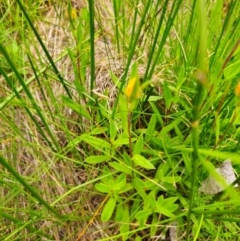 Craspedia sp. at South East Forest National Park - 18 Jan 2024