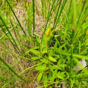 Craspedia sp. at South East Forest National Park - 18 Jan 2024