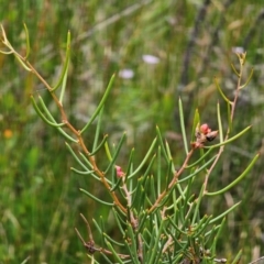 Hakea microcarpa (Small-fruit Hakea) at South East Forest National Park - 18 Jan 2024 by Csteele4