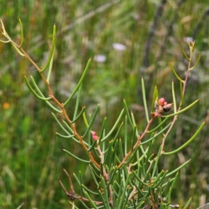 Hakea microcarpa at South East Forest National Park - 18 Jan 2024