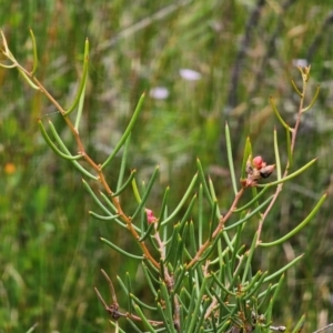 Hakea microcarpa at South East Forest National Park - 18 Jan 2024 04:04 PM