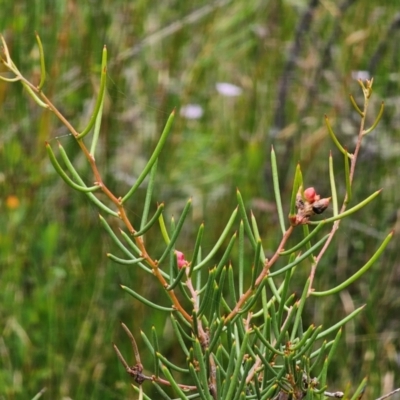 Hakea microcarpa (Small-fruit Hakea) at Nunnock Swamp - 18 Jan 2024 by Csteele4