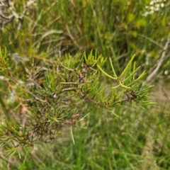 Hakea microcarpa at South East Forest National Park - 18 Jan 2024