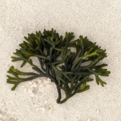 Unverified Marine Alga & Seaweed at Huskisson, NSW - 18 Jan 2024 by AniseStar