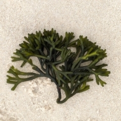 Unidentified Marine Alga & Seaweed at Huskisson, NSW - 18 Jan 2024 by AniseStar