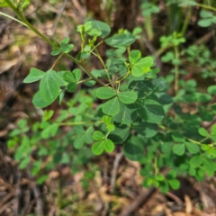 Goodia lotifolia at South East Forest National Park - 18 Jan 2024