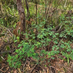 Goodia lotifolia at South East Forest National Park - 18 Jan 2024