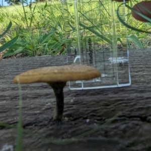 Lentinus arcularius at Florey, ACT - 18 Jan 2024 02:39 PM