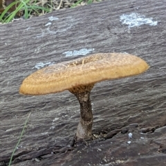 Lentinus arcularius at Florey, ACT - 18 Jan 2024