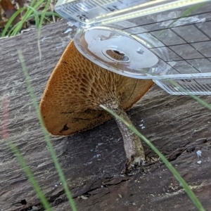 Lentinus arcularius at Florey, ACT - 18 Jan 2024