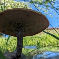 Lentinus arcularius at Florey, ACT - 18 Jan 2024 02:39 PM