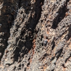 Camponotus aeneopilosus at Florey, ACT - 18 Jan 2024