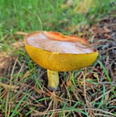 Suillus sp. (A bolete ) at QPRC LGA - 18 Jan 2024 by MatthewFrawley