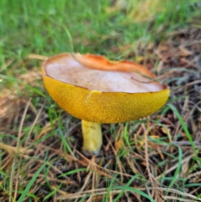 Suillus sp. (A bolete ) at QPRC LGA - 18 Jan 2024 by MatthewFrawley