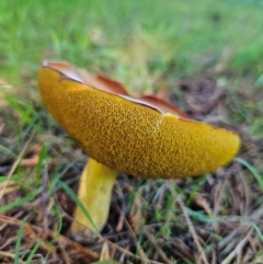 Suillus sp. at QPRC LGA - 18 Jan 2024