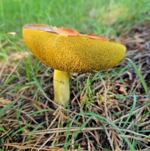 Suillus sp. at QPRC LGA - 18 Jan 2024