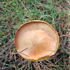 Suillus sp. at QPRC LGA - 18 Jan 2024