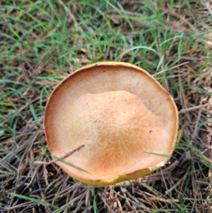 Suillus sp. at QPRC LGA - 18 Jan 2024