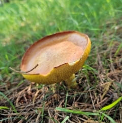 Suillus sp. at QPRC LGA - 18 Jan 2024