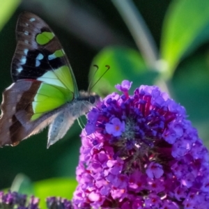 Graphium macleayanum at Penrose - 18 Jan 2024