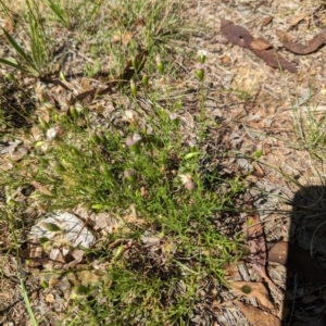 Vittadinia muelleri at Florey, ACT - 18 Jan 2024