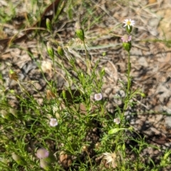 Vittadinia muelleri at Florey, ACT - 18 Jan 2024