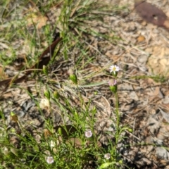 Vittadinia muelleri at Florey, ACT - 18 Jan 2024