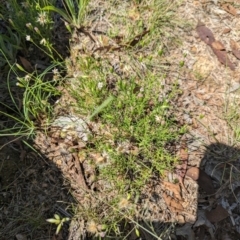 Vittadinia muelleri at Florey, ACT - 18 Jan 2024