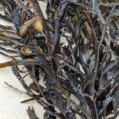 Unidentified Marine Alga & Seaweed at Huskisson, NSW - 18 Jan 2024 by AniseStar