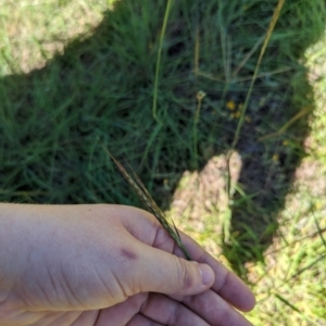 Bothriochloa macra at Florey, ACT - 18 Jan 2024 03:00 PM