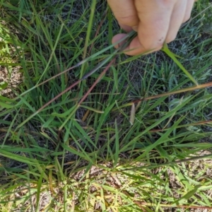 Bothriochloa macra at Florey, ACT - 18 Jan 2024 03:00 PM