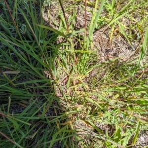 Bothriochloa macra at Florey, ACT - 18 Jan 2024 03:00 PM