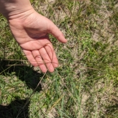 Chloris truncata at Florey, ACT - 18 Jan 2024