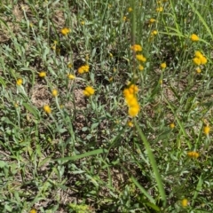 Chrysocephalum apiculatum (Common Everlasting) at Florey, ACT - 18 Jan 2024 by rbannister