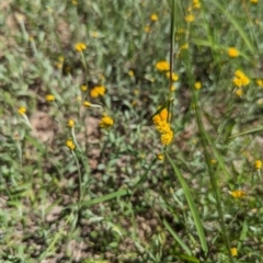 Chrysocephalum apiculatum at Florey, ACT - 18 Jan 2024 03:01 PM