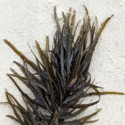 Unidentified Marine Alga & Seaweed at Huskisson, NSW - 18 Jan 2024 by AniseStar