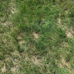 Eragrostis curvula at Florey, ACT - 18 Jan 2024