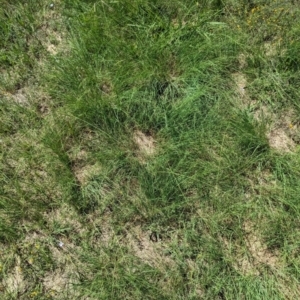 Eragrostis curvula at Florey, ACT - 18 Jan 2024