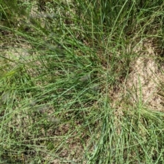 Eragrostis curvula at Florey, ACT - 18 Jan 2024